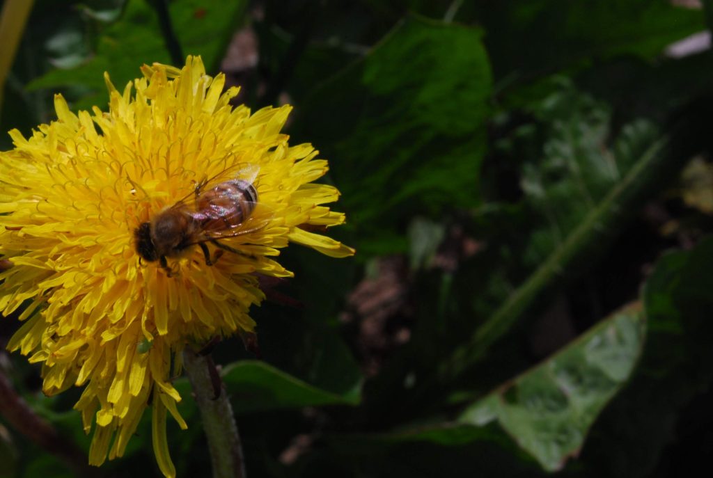 Dandelions are great first spring flowers for pollinators.