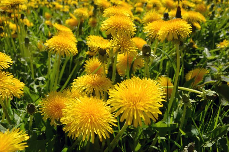 The Unpopular Dandelion (With 10+ Surprising Ways To Use It)