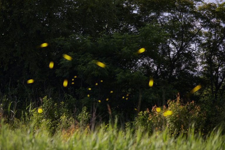 6 Ways to Encourage Fireflies in Your Yard
