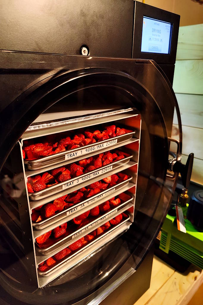 Sliced strawberries freeze drying.